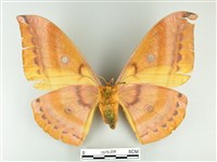 大透目天蠶蛾藏品圖，第2張