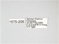 大透目天蠶蛾藏品圖，第3張