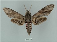 蝦殼天蛾藏品圖，第1張