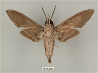 蝦殼天蛾藏品圖，第2張