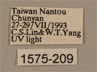 蝦殼天蛾藏品圖，第3張