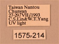 斜線天蛾藏品圖，第3張