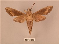 斜線天蛾藏品圖，第2張