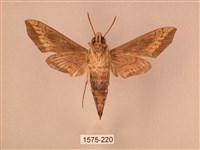 斜線天蛾藏品圖，第2張