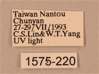 斜線天蛾藏品圖，第3張