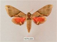 榆綠天蛾藏品圖，第1張