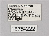 榆綠天蛾藏品圖，第3張