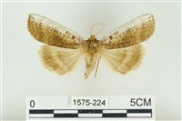 臺洒波紋蛾藏品圖，第1張