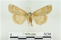 臺洒波紋蛾藏品圖，第2張