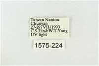 臺洒波紋蛾藏品圖，第3張