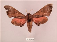 桃紅六點天蛾藏品圖，第1張