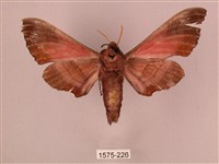 桃紅六點天蛾藏品圖，第2張