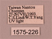 桃紅六點天蛾藏品圖，第3張