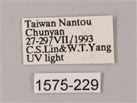 栗六點天蛾藏品圖，第3張