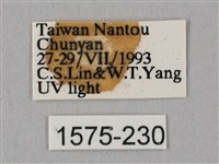 栗六點天蛾藏品圖，第3張