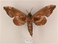 盾天蛾藏品圖，第2張