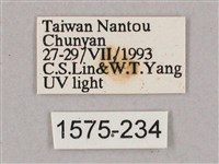 盾天蛾藏品圖，第3張