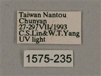 背帶長喙天蛾藏品圖，第3張