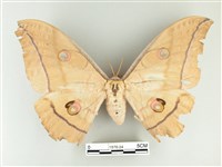 大透目天蠶蛾藏品圖，第1張