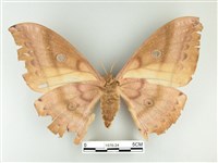 大透目天蠶蛾藏品圖，第2張