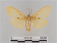 橙擬燈蛾藏品圖，第2張