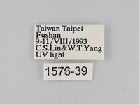 橙擬燈蛾藏品圖，第3張