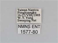 紫帶眉眼蝶藏品圖，第3張