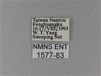 異紋帶蛺蝶藏品圖，第3張