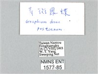 木蘭青鳳蝶藏品圖，第3張