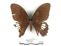 無尾白紋鳳蝶藏品圖，第1張