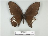 無尾白紋鳳蝶藏品圖，第2張