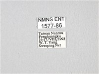 無尾白紋鳳蝶藏品圖，第3張