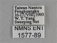 散紋盛蛺蝶藏品圖，第3張