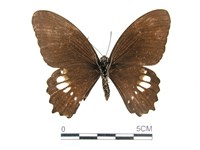 無尾白紋鳳蝶藏品圖，第2張