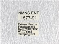 無尾白紋鳳蝶藏品圖，第3張