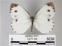 緣點白粉蝶藏品圖，第1張