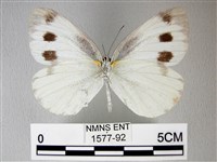 緣點白粉蝶藏品圖，第2張