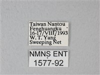 緣點白粉蝶藏品圖，第3張