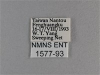長紋黛眼蝶藏品圖，第3張