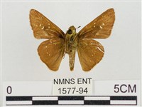 隱紋穀弄蝶藏品圖，第2張