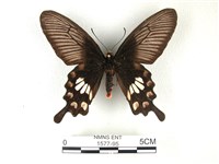 紅珠鳳蝶藏品圖，第1張