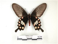 紅珠鳳蝶藏品圖，第2張