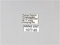 紅珠鳳蝶藏品圖，第3張