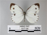 緣點白粉蝶藏品圖，第1張