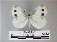 緣點白粉蝶藏品圖，第2張