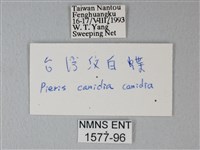 緣點白粉蝶藏品圖，第3張