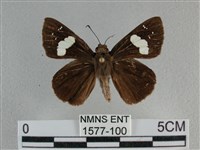 曲紋袖弄蝶藏品圖，第1張