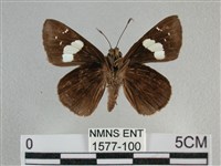 曲紋袖弄蝶藏品圖，第2張