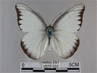 異色尖粉蝶藏品圖，第1張