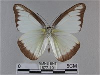 異色尖粉蝶藏品圖，第2張